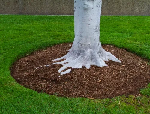 Plant Care Services in Gungahlin