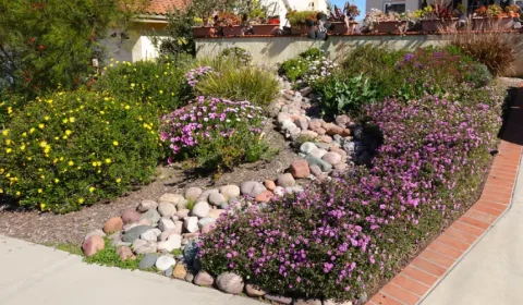 Stunning Native Plant Gardens for Homes in Gungahlin